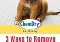 Featured image for Furniture Pet Urine Stains? Remove Them All