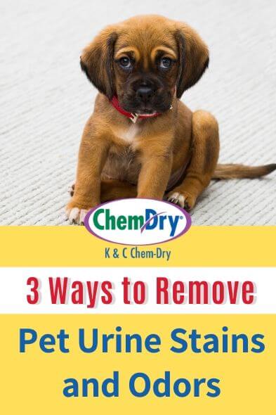 Featured image for Furniture Pet Urine Stains? Remove Them All