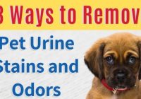Featured image for Pet Urine Stains on Floors? Remove Them!