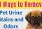 Featured image for Pet Urine Stains on Floors? Remove Them!