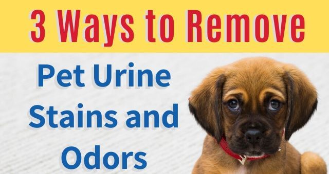 Featured image for Pet Urine Stains on Floors? Remove Them!