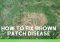 Featured image for Brown Spots on Lawn? Quick Fixes for Green Grass