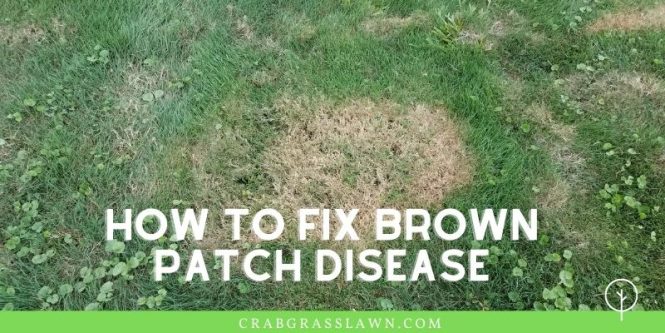 Featured image for Brown Spots on Lawn? Quick Fixes for Green Grass