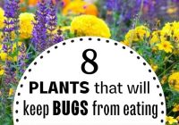 Featured image for Garden Pests Eating Plants? Natural Pest Control Tips
