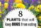 Featured image for Garden Pests Eating Plants? Natural Pest Control Tips