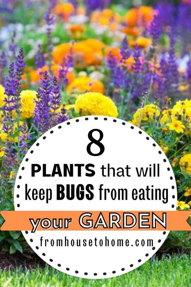 Featured image for Garden Pests Eating Plants? Natural Pest Control Tips