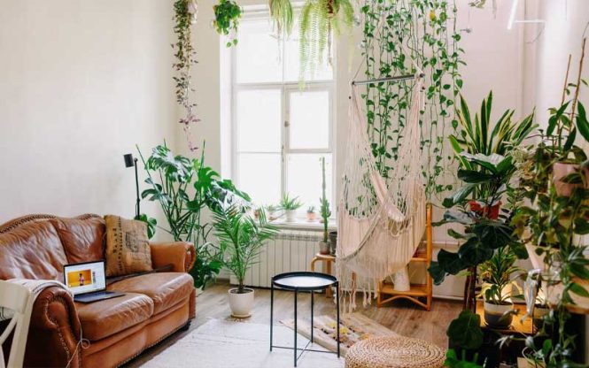 Featured image for Dead Plants? Revive Your Garden with These Tips