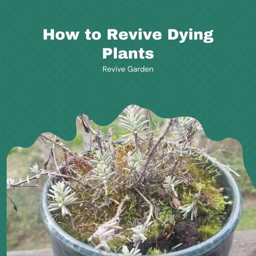 Content image for Dead Plants? Revive Your Garden with These Tips