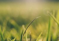 Featured image for Floor Grass Stains? Remove Them
