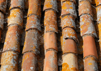 Featured image for Mold on Roof? Remove It and Protect Your Home