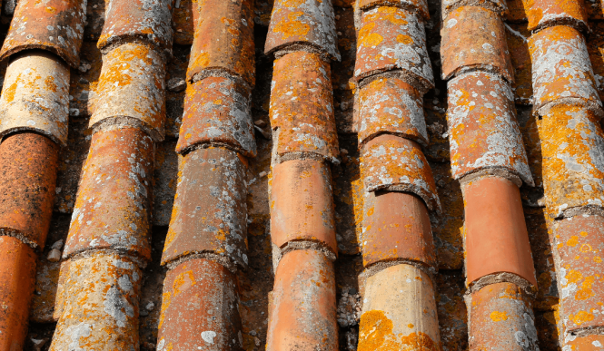 Featured image for Mold on Roof? Remove It and Protect Your Home