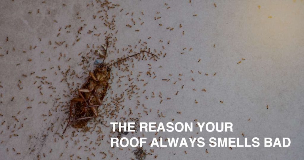 Content image for Roof Smells Bad? Eliminate Odors Now