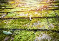 Featured image for Roof Moss Growth? Remove It Today