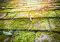 Featured image for Roof Moss Growth? Remove It Today